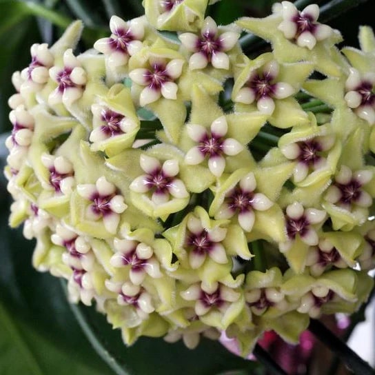Yellow Purple Hoya Flower Seeds for Planting – Heirloom Non-GMO High Germination Organic Garden Seeds