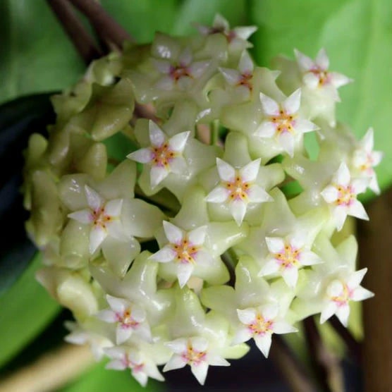 Lime Green Hoya Carnosa Flower Seeds for Planting – Heirloom, Non-GMO, Organic Garden Seeds
