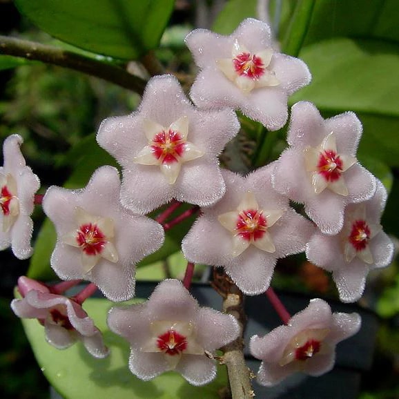 Flat White Red Hoya Flower Seeds for Planting – Heirloom, Non-GMO, High Germination Organic Garden Seeds