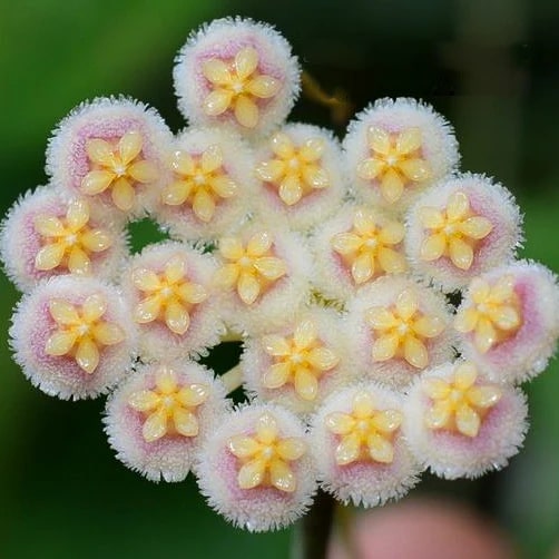 Yellow White Hoya Flower Seeds for Planting – Heirloom, Non-GMO, High Germination Organic Garden Seeds