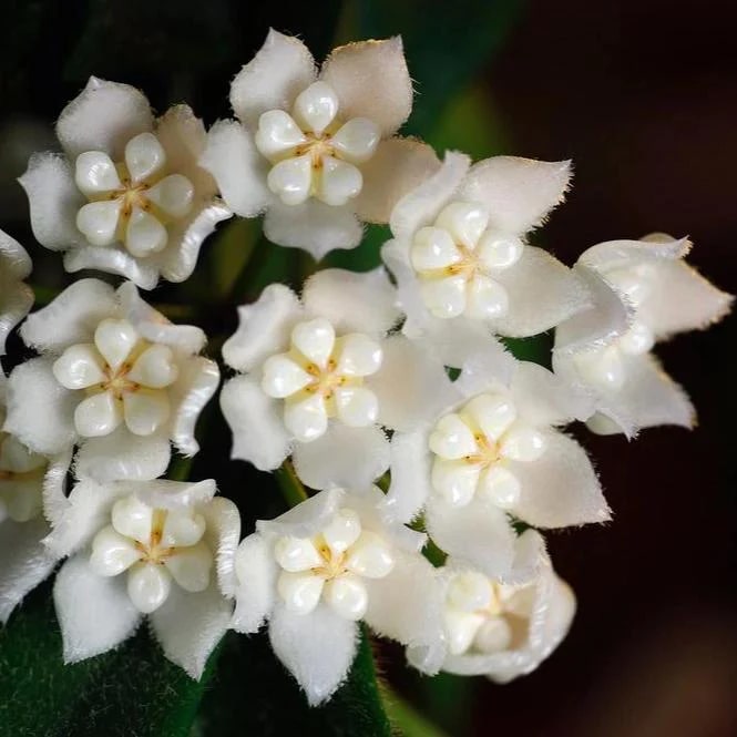 White Hoya Flower Seeds – Drought Tolerant, Heirloom &amp; Non-GMO for Home Garden