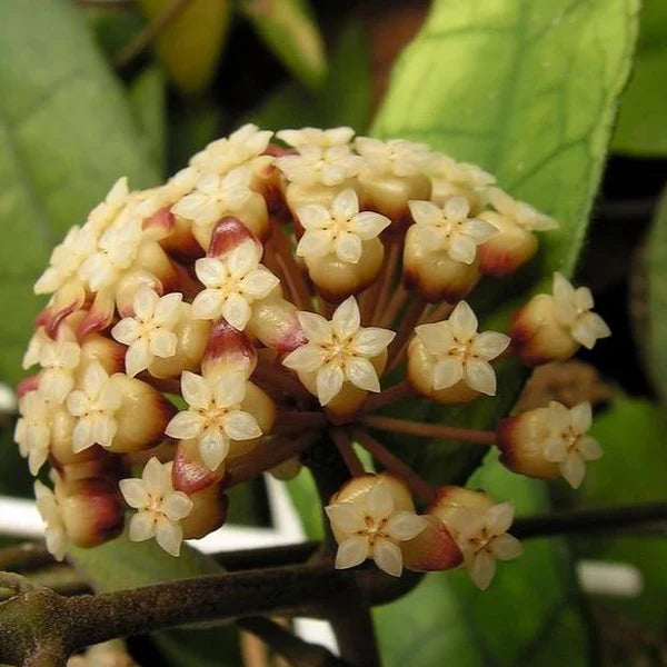Dark Cream Hoya Carnosa Flower Seeds for Planting – Heirloom, Non-GMO, High Germination Seasonal Bloomer