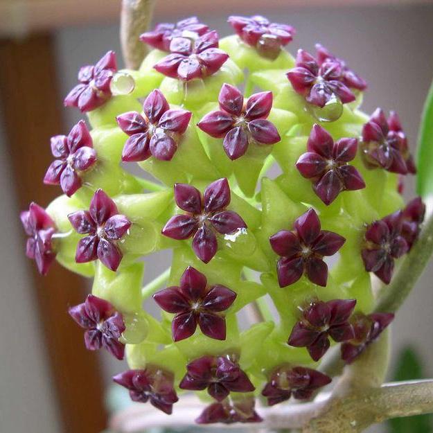 Green Purple Hoya Flower Seeds for Planting – Heirloom, Non-GMO, Compact Growth, High Germination