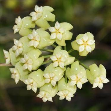 Mint Green Hoya Carnosa Flower Seeds – Heirloom Non-GMO Seeds for Planting, Pollinator Friendly