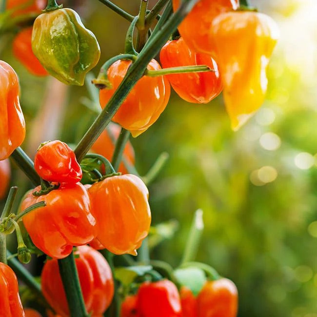 Mixed Habanero flower seeds for planting - Heirloom & Non-GMO Garden Seeds