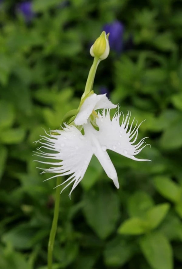 Radiata Orchid Flower Seeds for Planting – Bright Blooms Heirloom Non-GMO Seeds for Home Garden