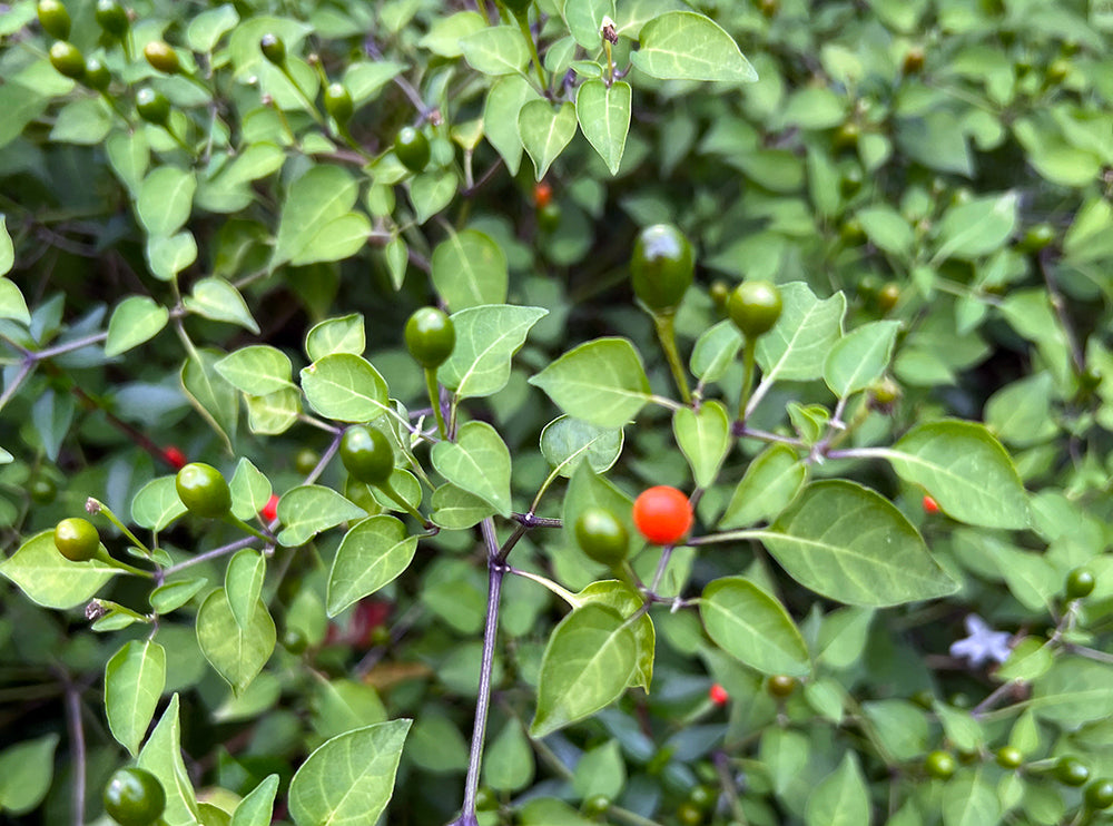 Texas Chiltepin Pepper Seeds for Planting – Heirloom, Non-GMO, Wild Hot Chili – High Germination