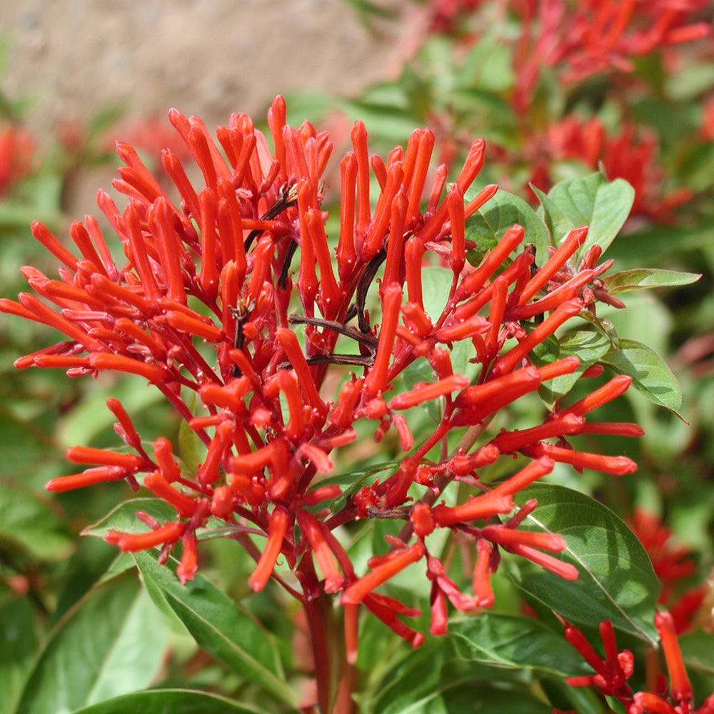 Flower Seeds, Seeds,Seeds For Planting,Plant Seeds