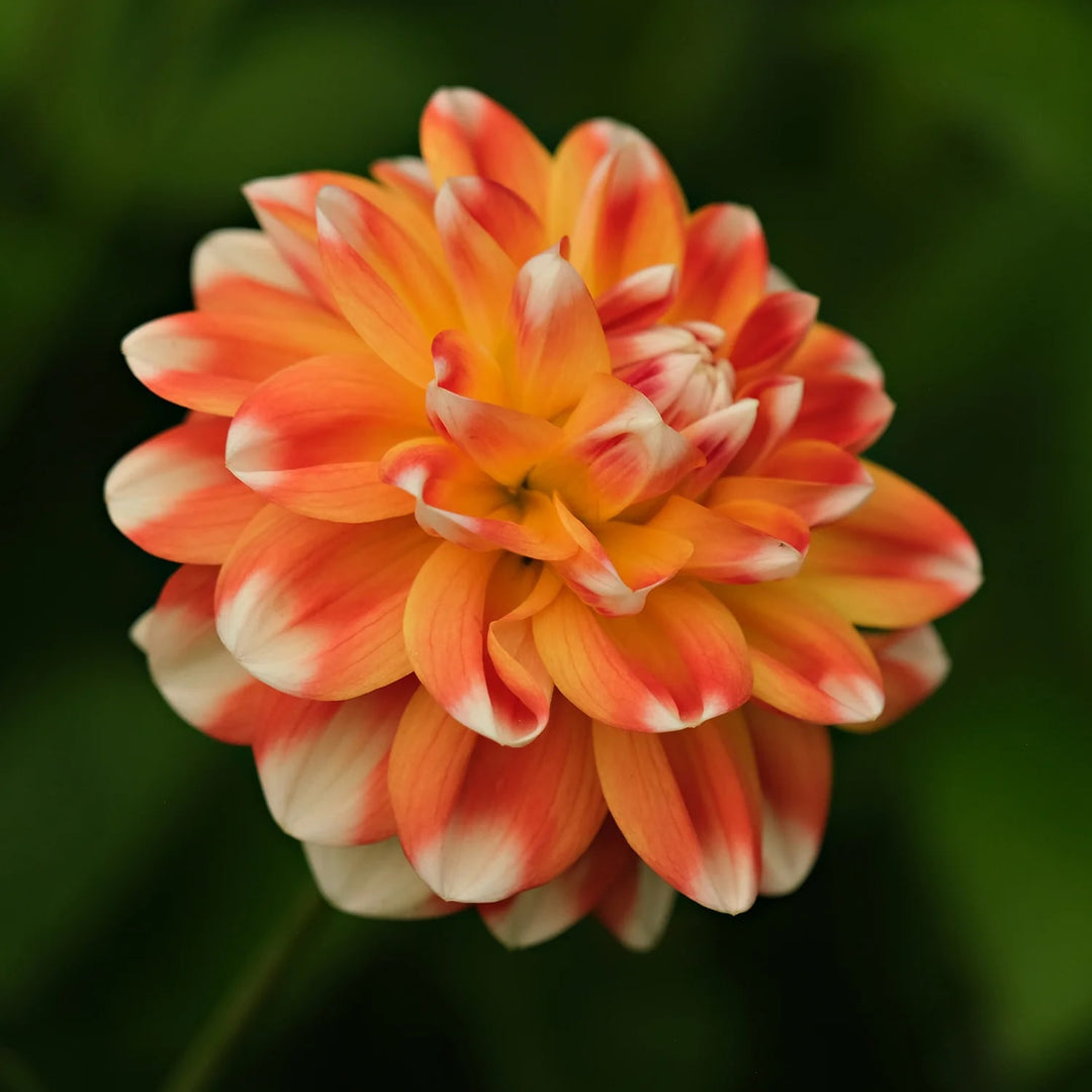 Orange White Dahlia Flower Seeds for Planting – Heirloom, Shade Tolerant, Non-GMO, High Germination