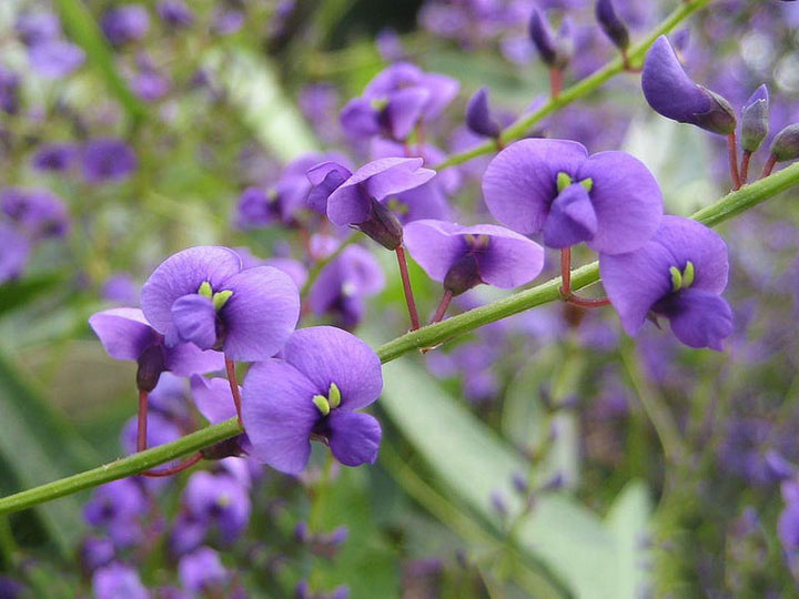Hardenbergia Flower Seeds for Planting - Heirloom, Hardy, Non-GMO, High Germination Organic Garden Seeds