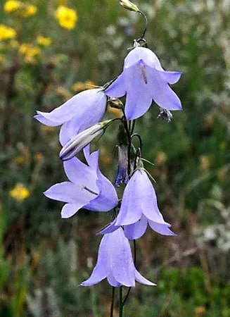 Bells Flower Seeds for Planting – Heirloom, Non-GMO, High Germination Organic Garden Seeds
