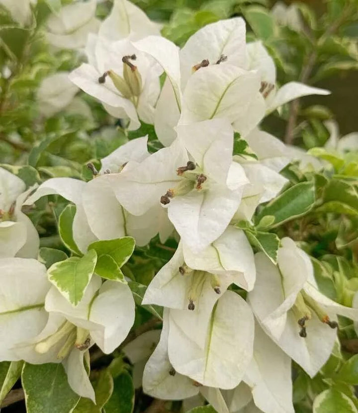 White Bougainvillea Flower Seeds for Planting – Heirloom, Non-GMO, High Germination Organic Garden Seeds