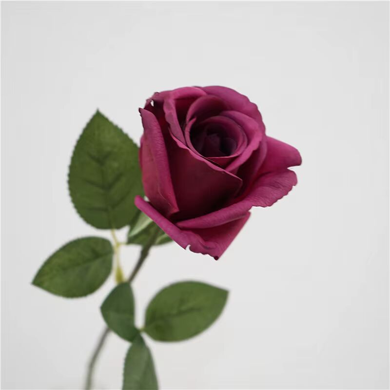 Burgundy Rose Flower Seeds for Planting – Heirloom, Non-GMO, Low Maintenance, High Germination