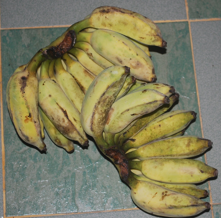 Green Banana Fruit Seeds for Planting – Heirloom, Non-GMO, Nutritious Tropical Tree Seeds, High Germination