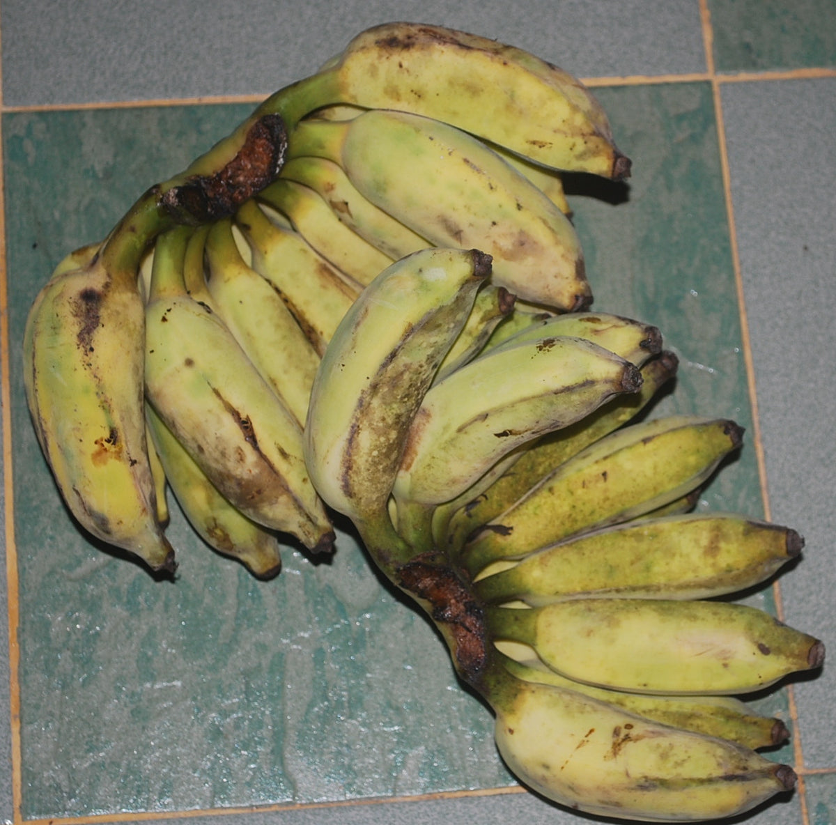 Pisang Awak Banana Fruit Seeds for Planting – Heirloom Non-GMO Dwarf Tall Fruiting Tree Seeds with High Germination