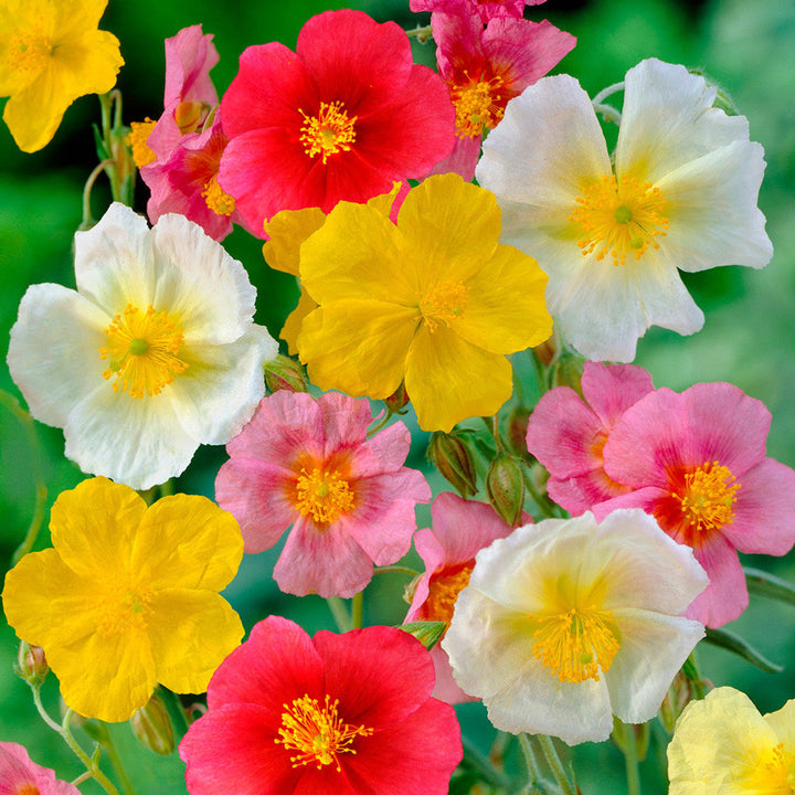 Flower Seeds, Seeds,Seeds For Planting,Plant Seeds