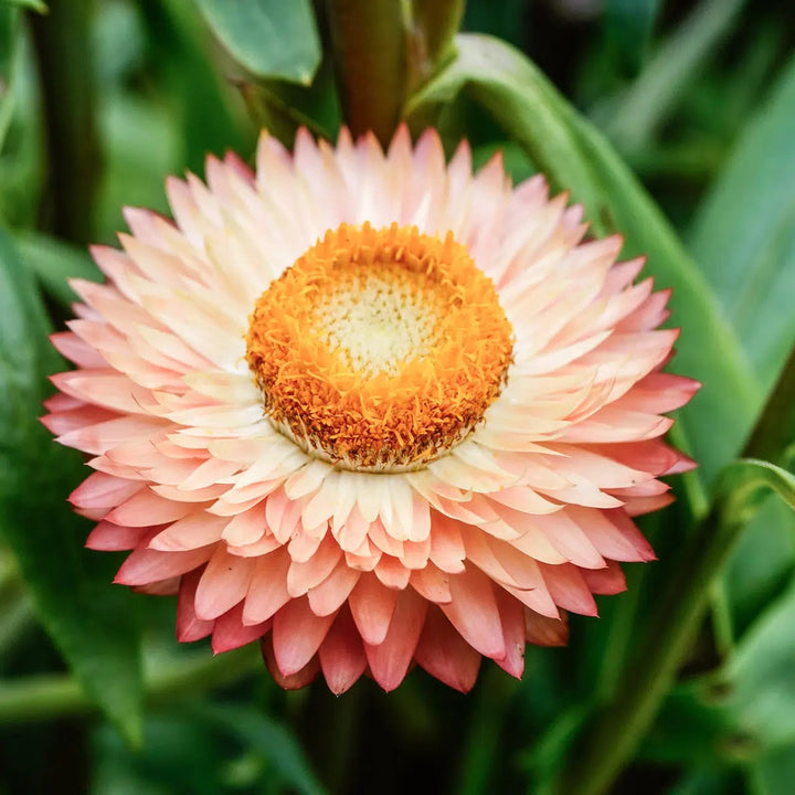 Helichrysum Bracteatum Flower Seeds for Planting – Heirloom, Non-GMO, High Germination Organic Garden Seeds