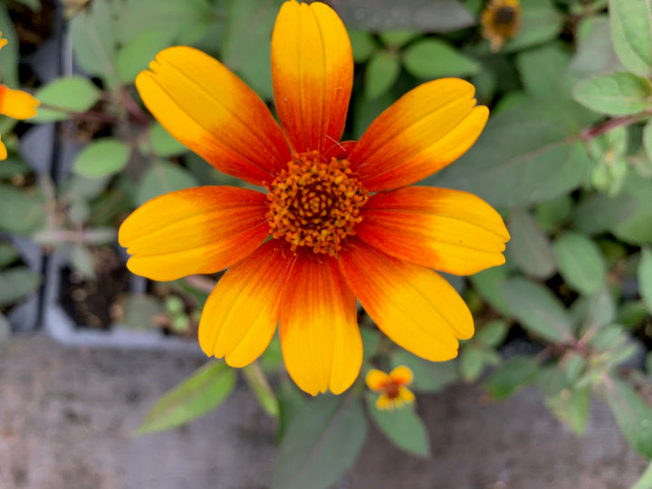 Heliopsis Scabra Orange Flower Seeds for Planting | Heirloom Non-GMO High Germination Organic Garden Seeds