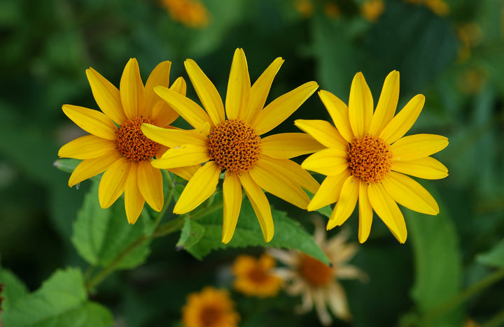 Heliopsis SunFlower Seeds for Planting – Heirloom Non-GMO Organic Garden Seeds, High Germination