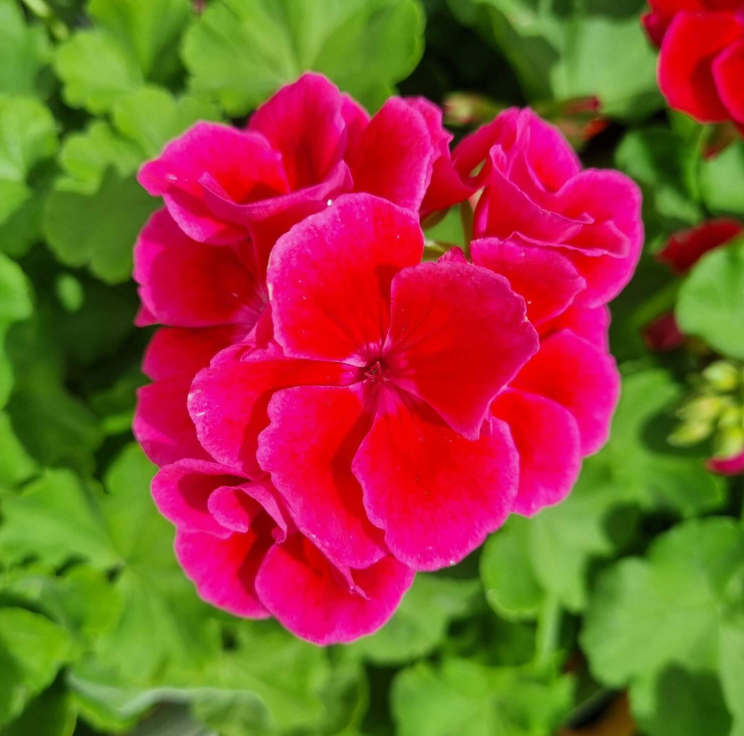 Geranium Pink Red Flower Seeds for Planting - Garden Favorite, Heirloom & GMO Free Seeds for Home Garden