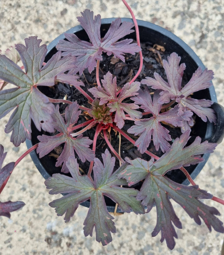 Dark Khaki Geranium Flower Seeds for Planting – Fragrant Blossoms, Heirloom & Non-GMO Home Garden Seeds