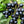 Black Currant Fruit Seeds for Planting – Heirloom, Non-GMO Seeds for Dark Nutritious Berry Bushes
