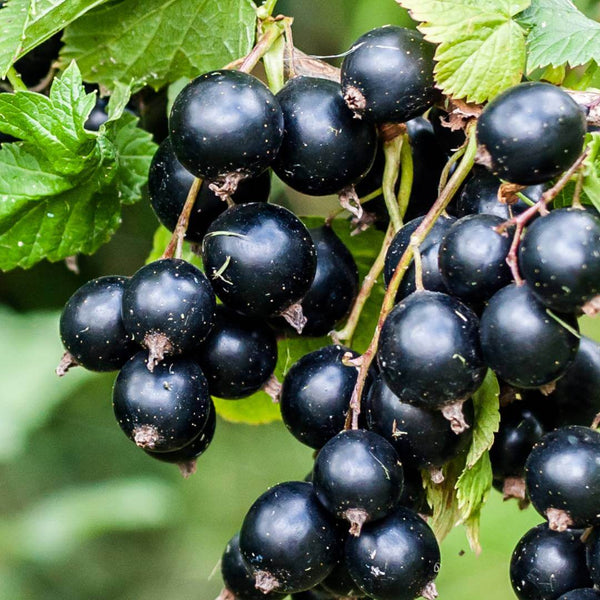 Black Currant Fruit Seeds for Planting – Heirloom, Non-GMO Seeds for Dark Nutritious Berry Bushes