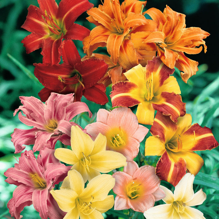 Flower Seeds, Seeds,Seeds For Planting,Plant Seeds