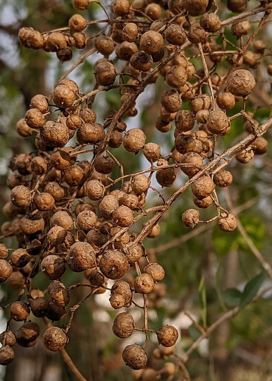 Brown Zanthoxylum Plant Seeds for Planting – Spicy Aromatic Tree Seeds