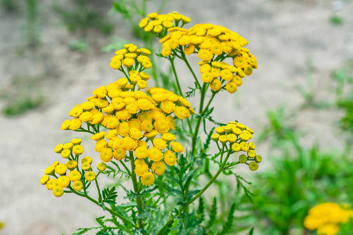 Flower Seeds, Seeds,Seeds For Planting,Plant Seeds