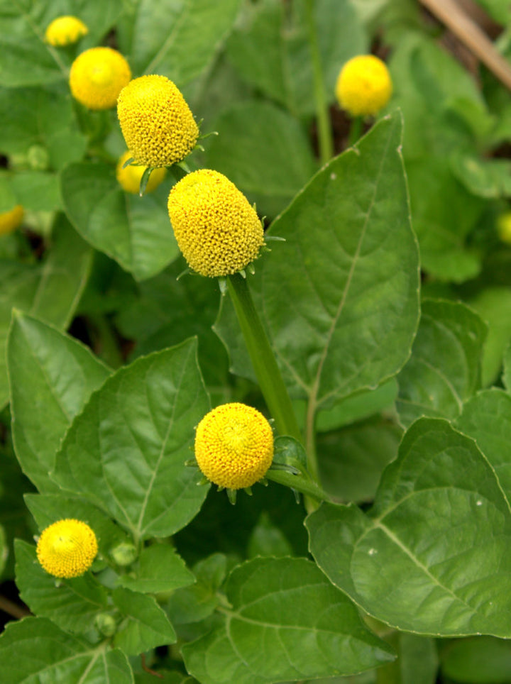 Yellow Toothache Flower Seeds for Planting | Heirloom Non-GMO High Germination Organic Garden Seeds