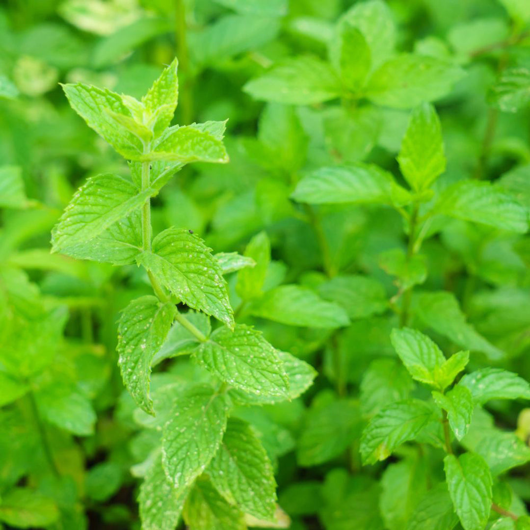Army Green Mint Herb Seeds for Planting – Heirloom, Non-GMO Essential Seeds for Vibrant Gardens