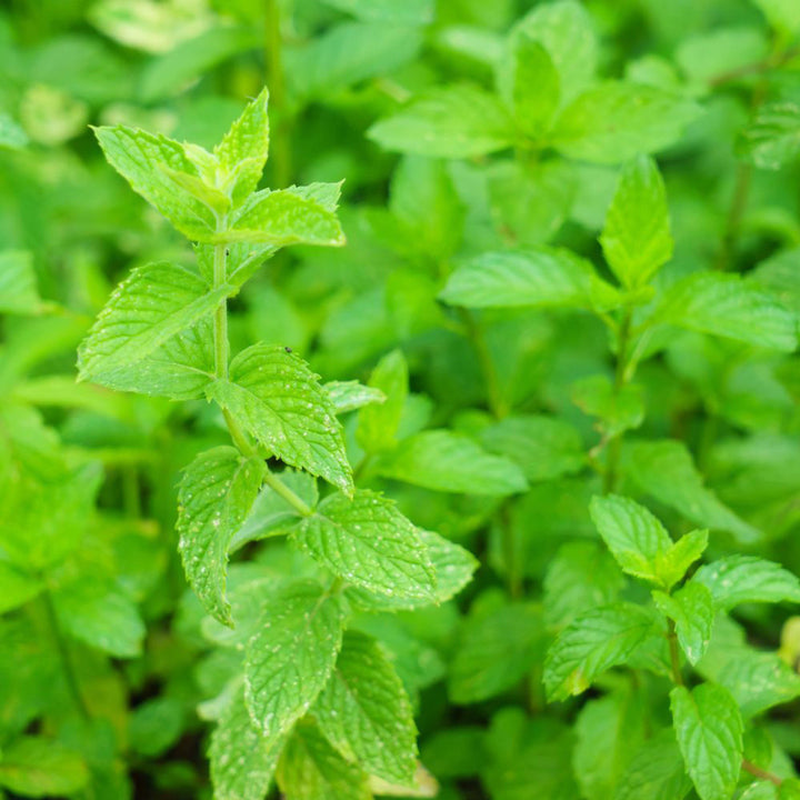 Army Green Mint Herb Seeds for Planting – Heirloom, Non-GMO Essential Seeds for Vibrant Gardens