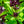 Basil Seed Mix Herb Seeds for Planting – Heirloom, Non-GMO, Organic Garden Seeds with High Germination