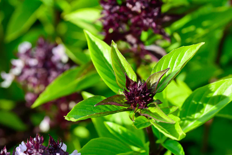 Basil Seed Mix Herb Seeds for Planting – Heirloom, Non-GMO, Organic Garden Seeds with High Germination