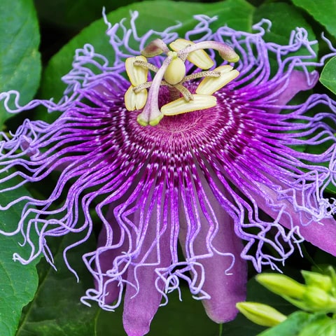 Passiflora Flower Seeds for Planting – Heirloom Non-GMO, High Germination Organic Garden Seeds