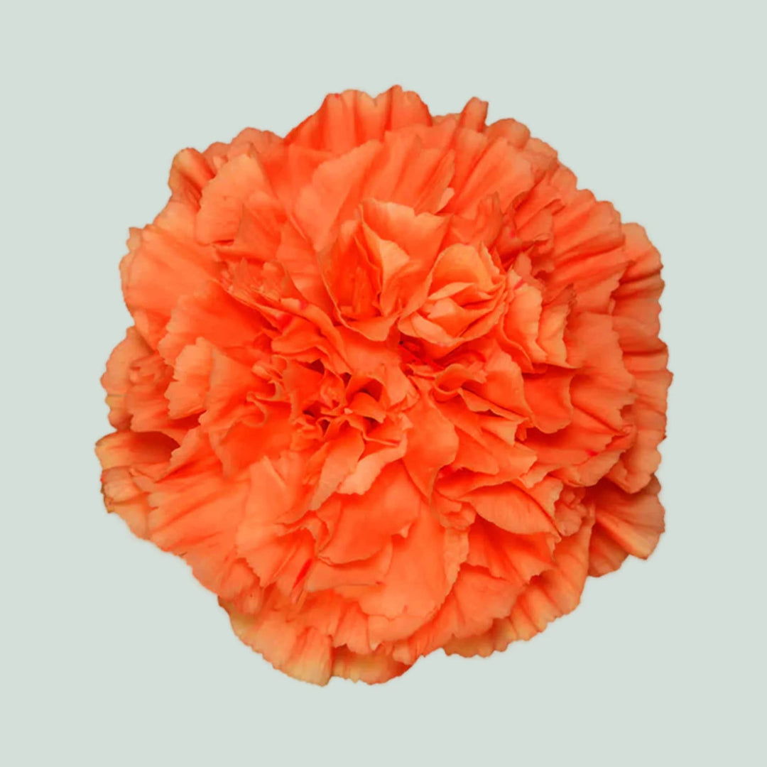 Orange Carnation Flower Seeds for Planting – Heirloom, Non-GMO, Compact High Germination Seeds