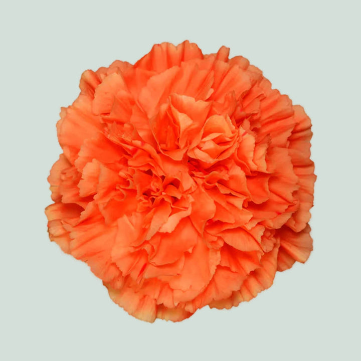 Orange Carnation Flower Seeds for Planting – Heirloom, Non-GMO, Compact High Germination Seeds