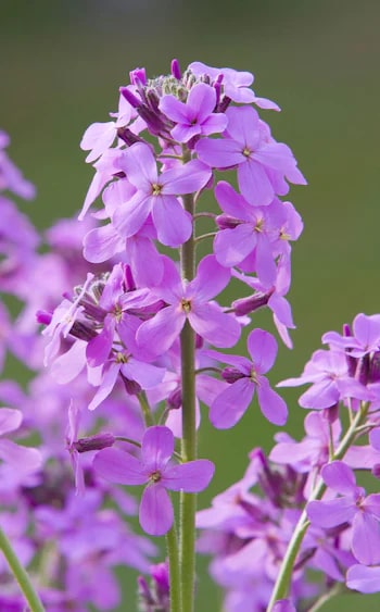 Evening-Scented Mixed Flower Seeds for Planting – Heirloom, Non-GMO, High Germination Organic Garden Seeds