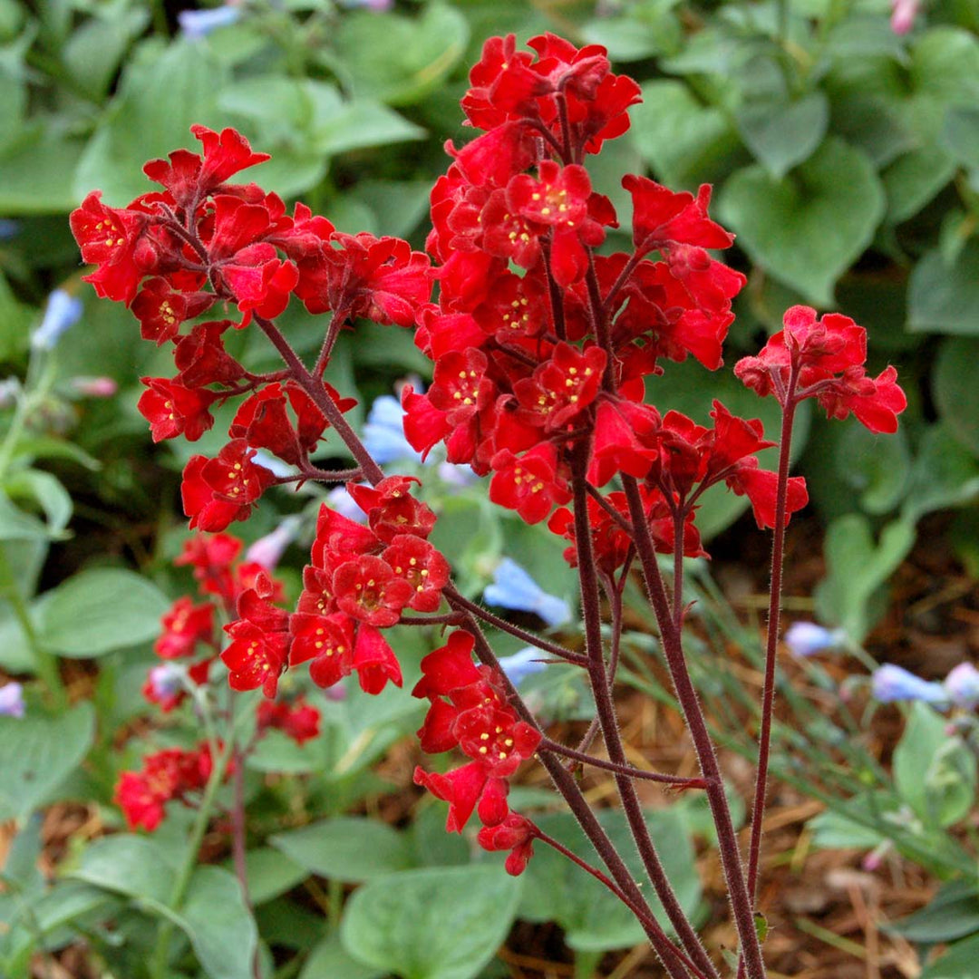 planting heuchera seeds Heuchera Flower Seeds for Planting Brown Yellow Blooms – Heirloom, Non – Earthechoseeds