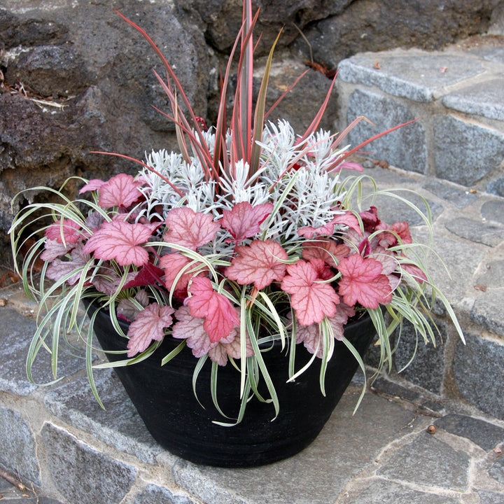 Heuchera Georgia Peach Seeds for Planting – Heirloom, Non-GMO, High Germination Perennial Flower Seeds