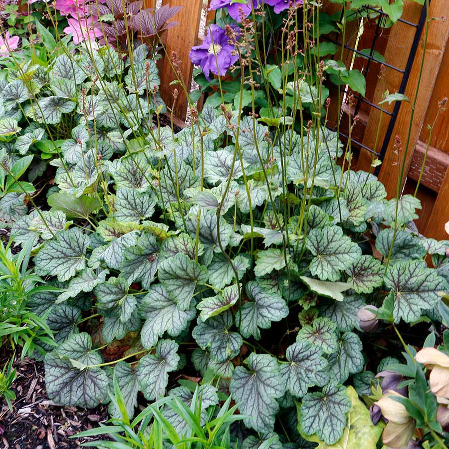 Dark Green Heuchera Flower Seeds for Planting – Colorful Display, Heirloom &amp; Non-GMO Organic Garden Seeds