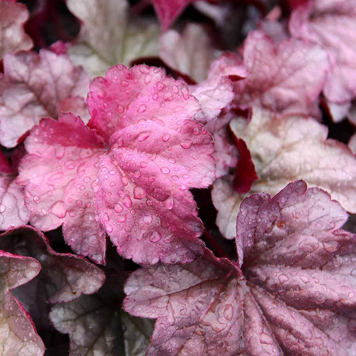 Baby Pink Heuchera Flower Seeds for Planting – Heirloom Non-GMO Seeds for Home Garden