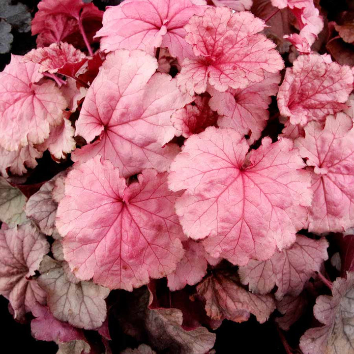 Baby Pink Heuchera Flower Seeds for Planting – Heirloom Non-GMO Seeds for Home Garden