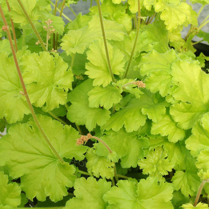 Light Green Geranium Flower Seeds for Planting – Heirloom, Non-GMO, High Germination Cottage Garden Seeds