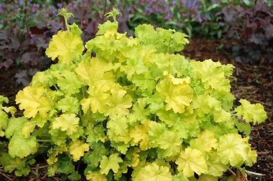Light Green Geranium Flower Seeds for Planting – Heirloom, Non-GMO, High Germination Cottage Garden Seeds