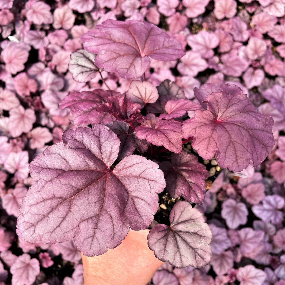 Baby Pink Heuchera Flower Seeds for Planting – Heirloom Non-GMO Seeds for Home Garden
