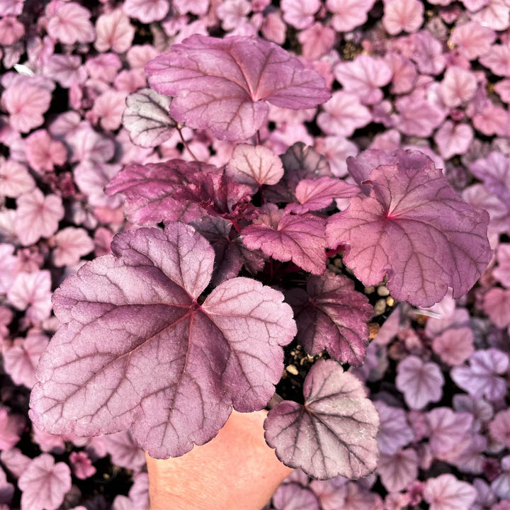 Baby Pink Heuchera Flower Seeds for Planting – Heirloom Non-GMO Seeds for Home Garden
