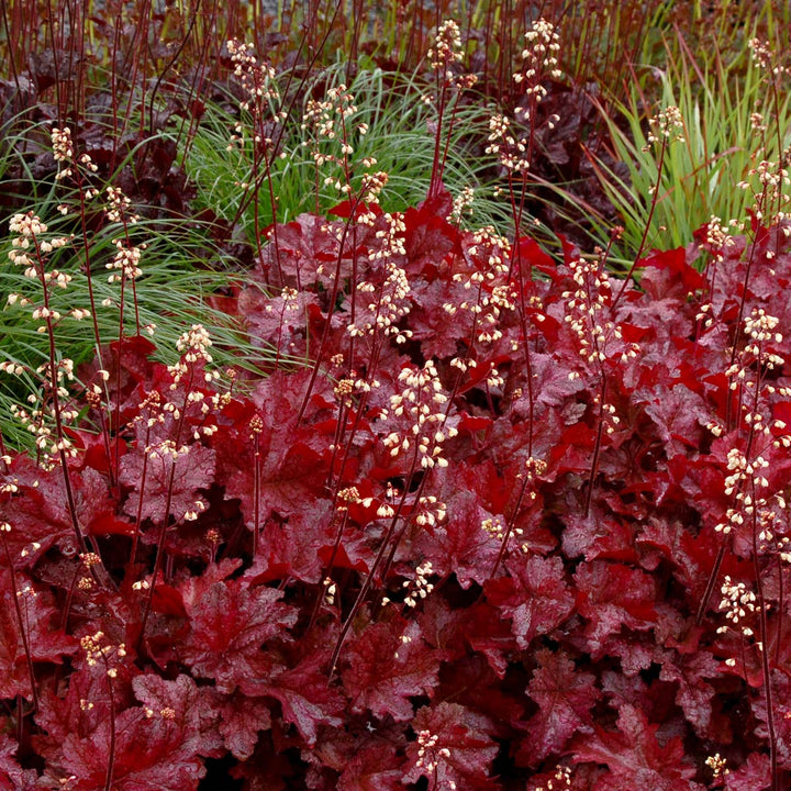 Maroon Heuchera Flower Seeds for Planting – Heirloom, Non-GMO, Vibrant Garden Blooms, Low Maintenance