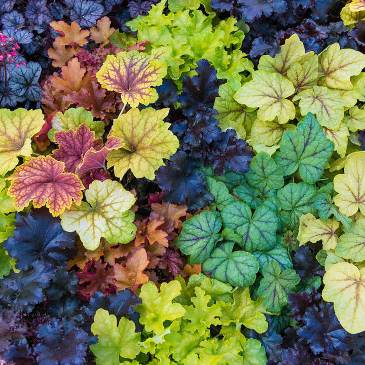 Mixed Heuchera Micrantha Flower Seeds for Planting | Heirloom Non-GMO High Germination Organic Garden Seeds